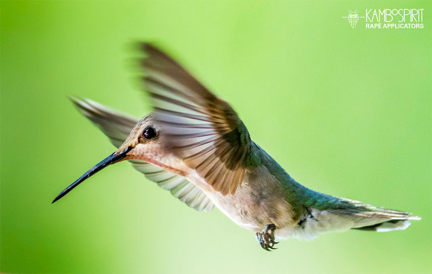 Blow Rapé Snuff - The Beija-Flor Hummingbird Breath
